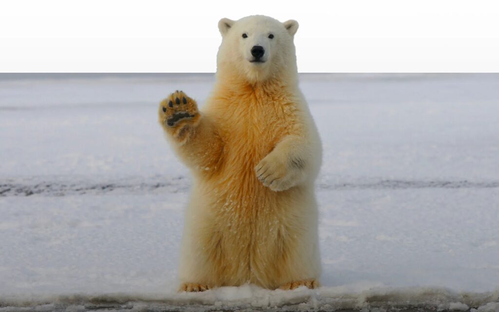 Save the duck MASCOT